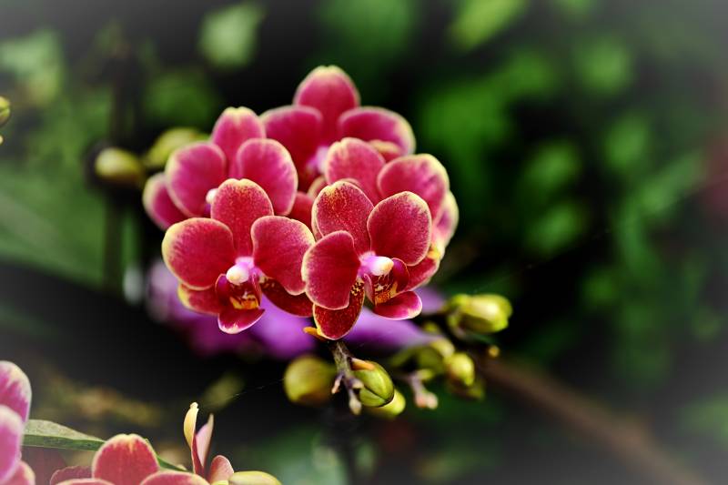 紫红兰花绽放图片