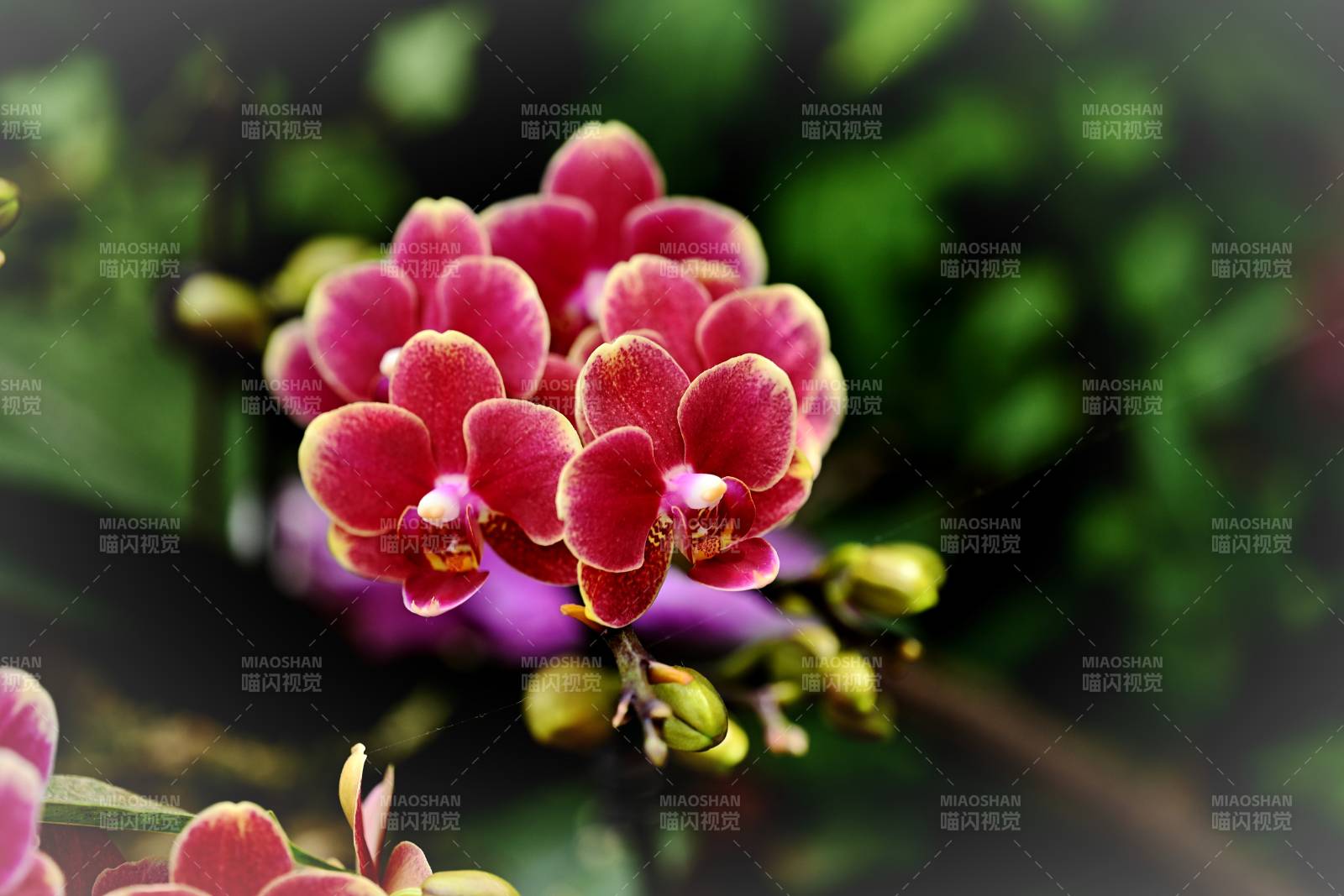 紫红兰花绽放图片