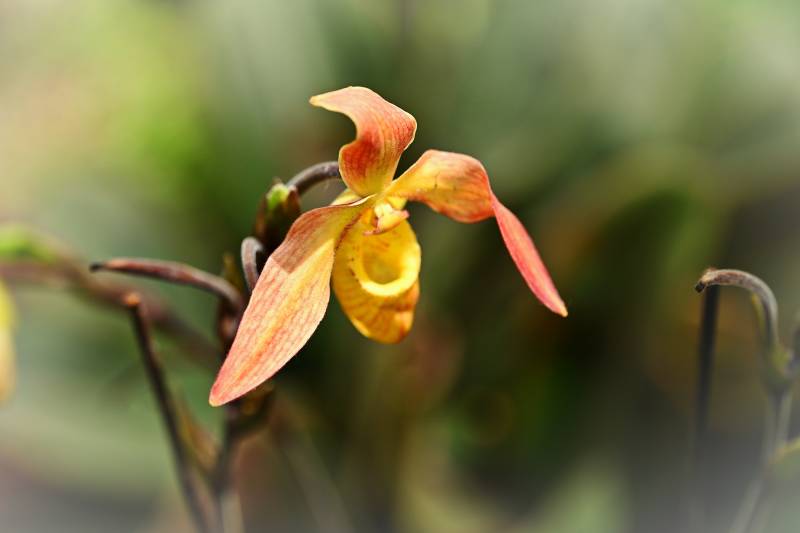 橙色兜兰绽放图片