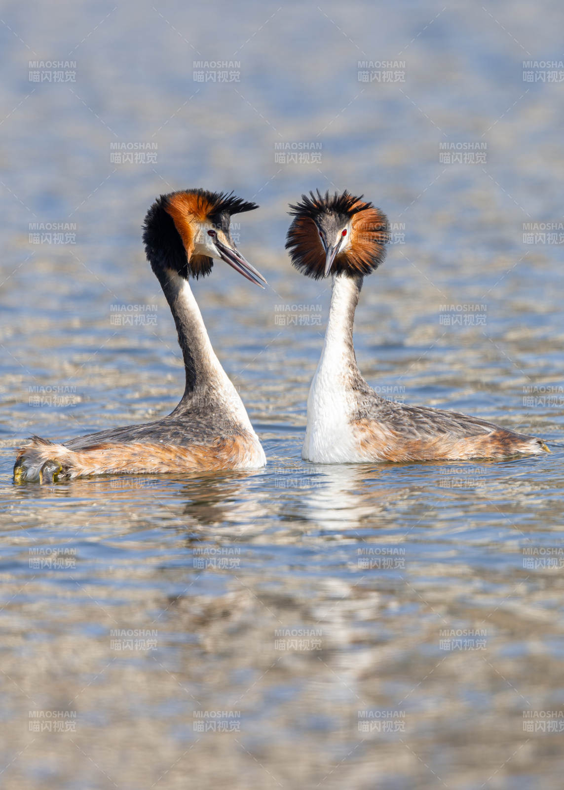 一对凤头䴙䴘在水中  长春南溪湿地公园图片