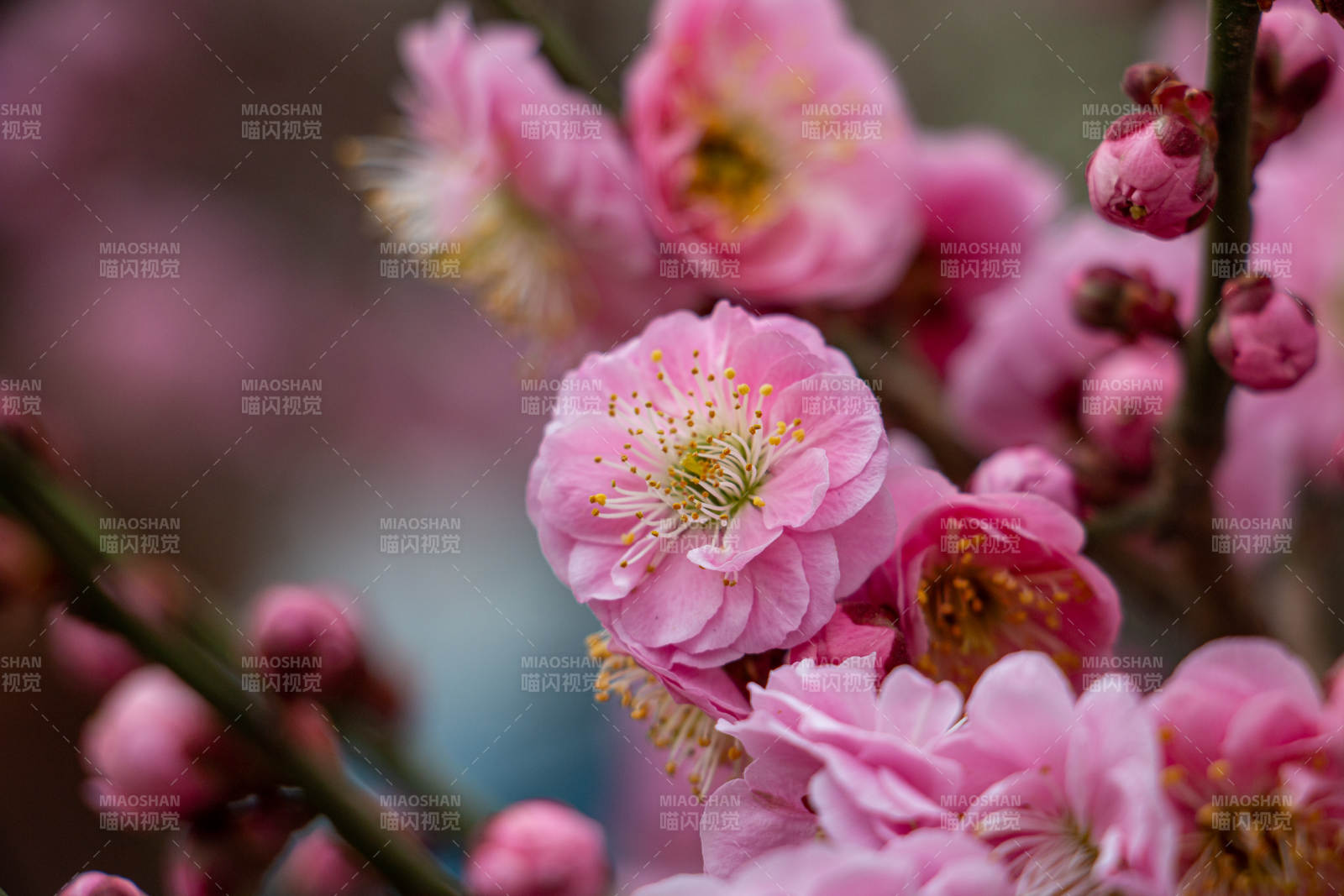 梅花绽放春意浓图片