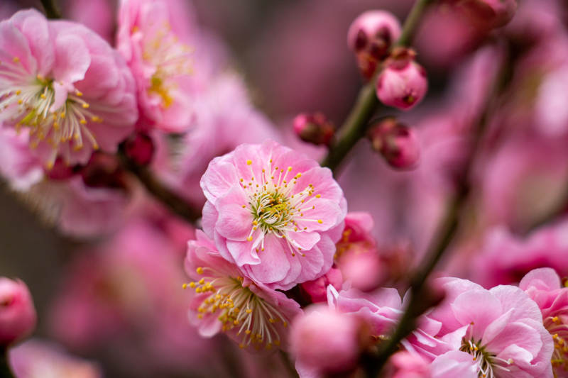 梅花绽放春意浓图片