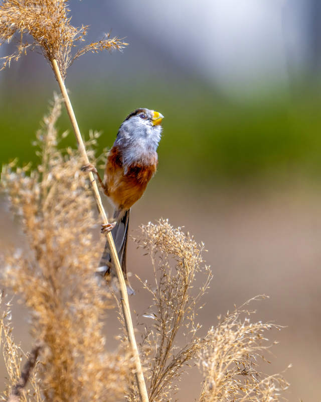 灰头鸦雀栖枝头图片