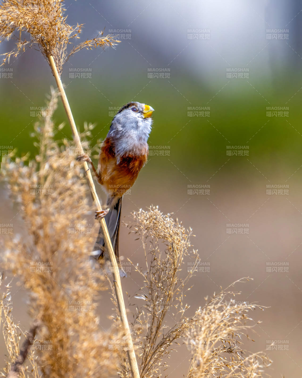 灰头鸦雀栖枝头图片