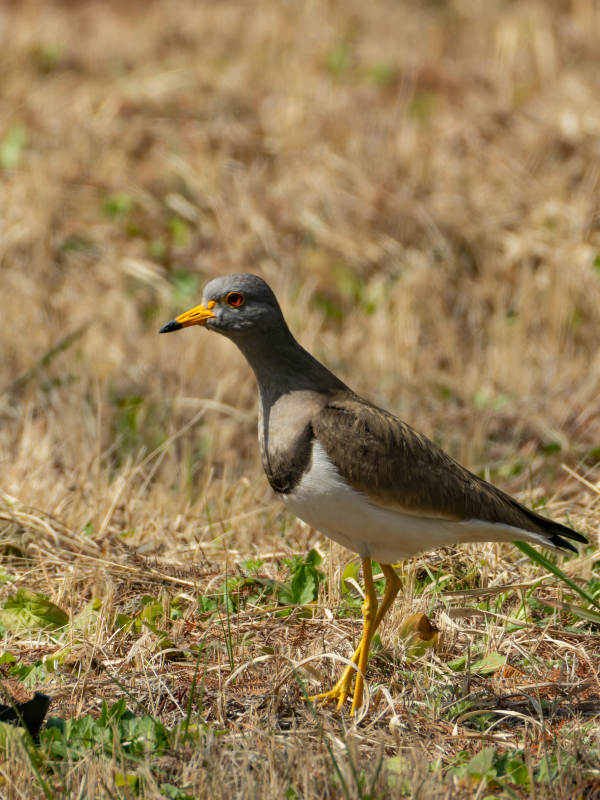 灰头麦鸡栖息草丛图片