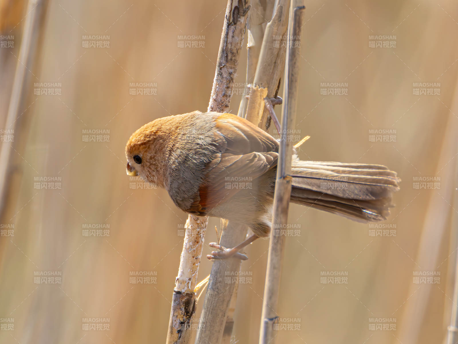 棕头鸦雀栖枝头图片
