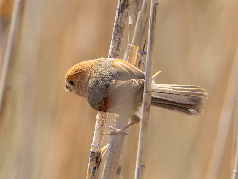 棕头鸦雀栖枝头图片