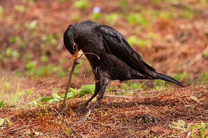 乌鸦衔草觅食图片
