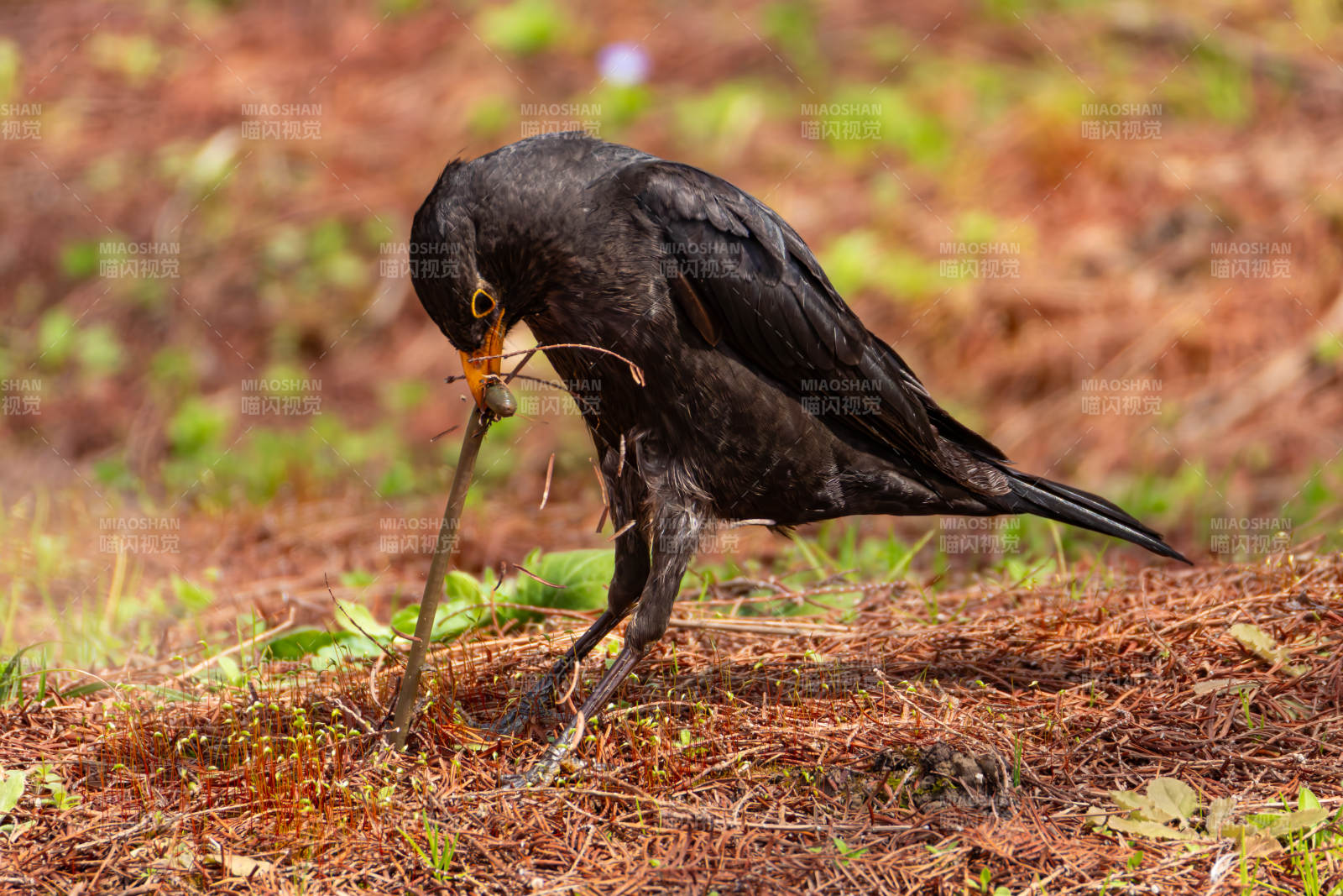 乌鸦衔草觅食图片