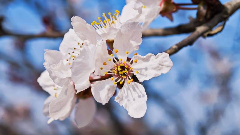 樱花绽放枝头图片