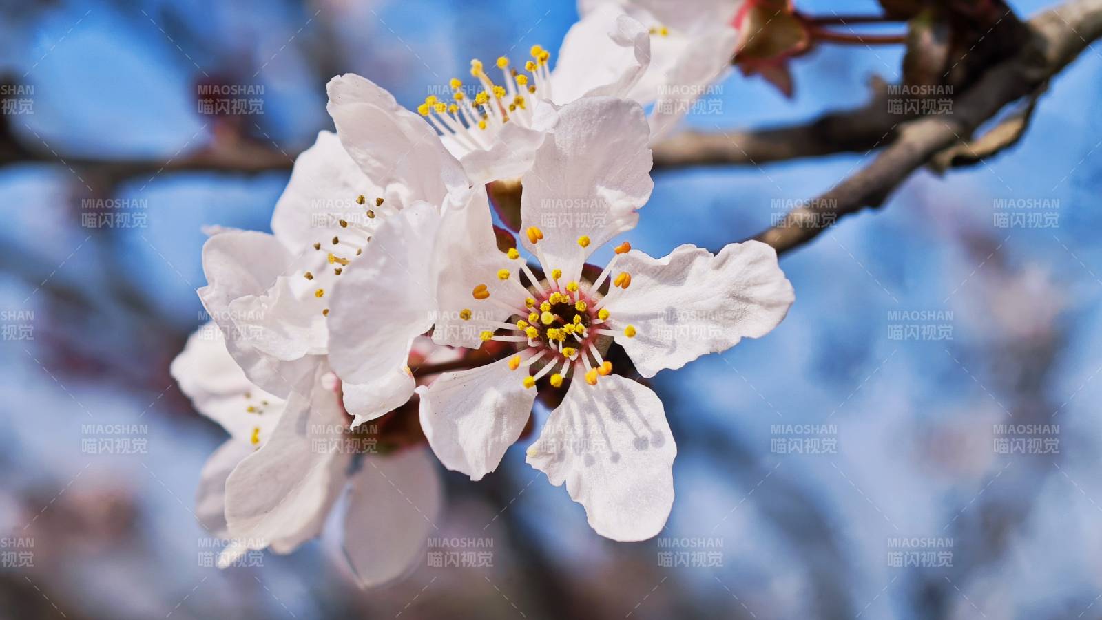 樱花绽放枝头图片