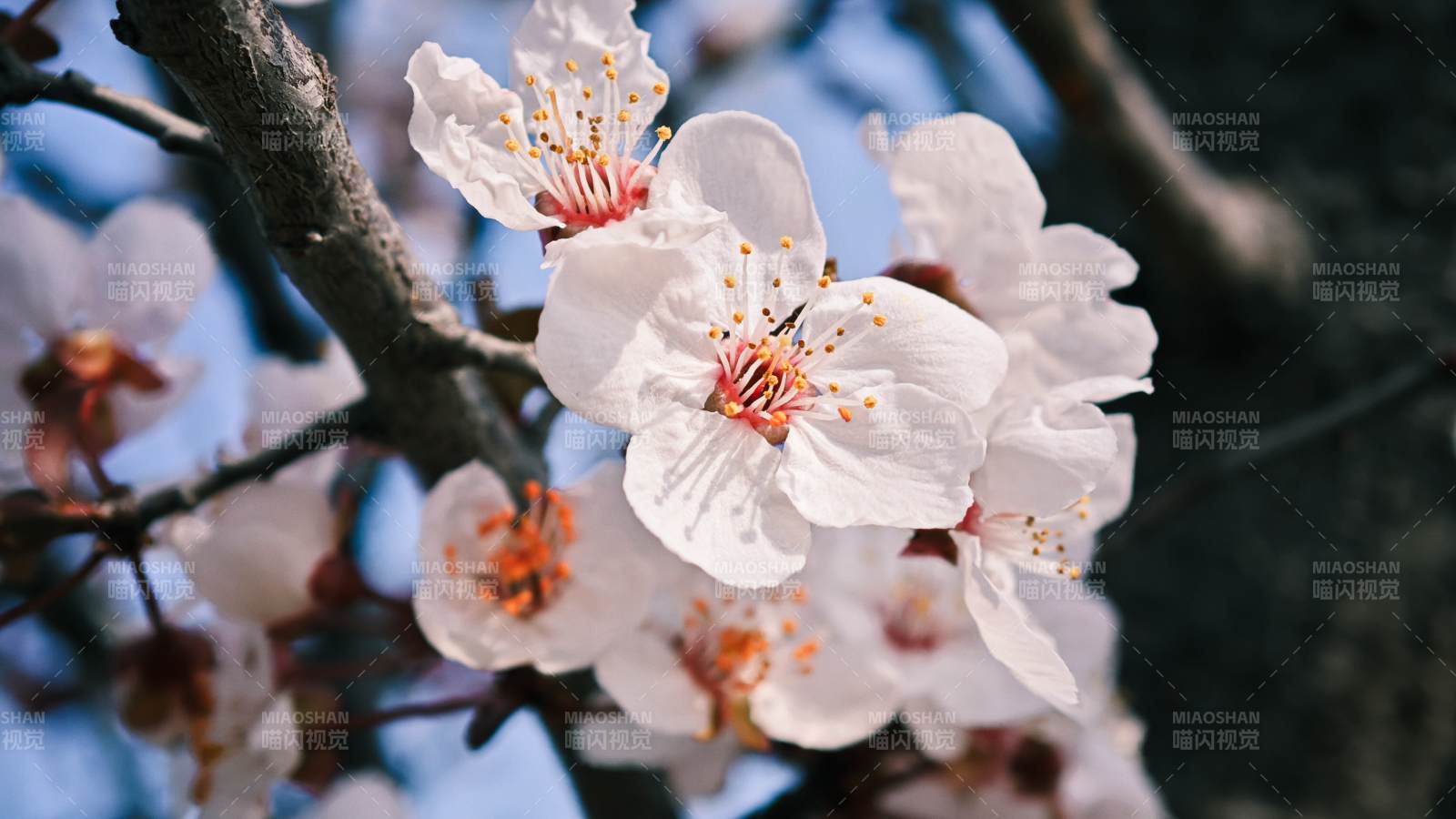 樱花绽放枝头图片