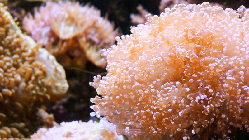 珊瑚礁的微距之美图片