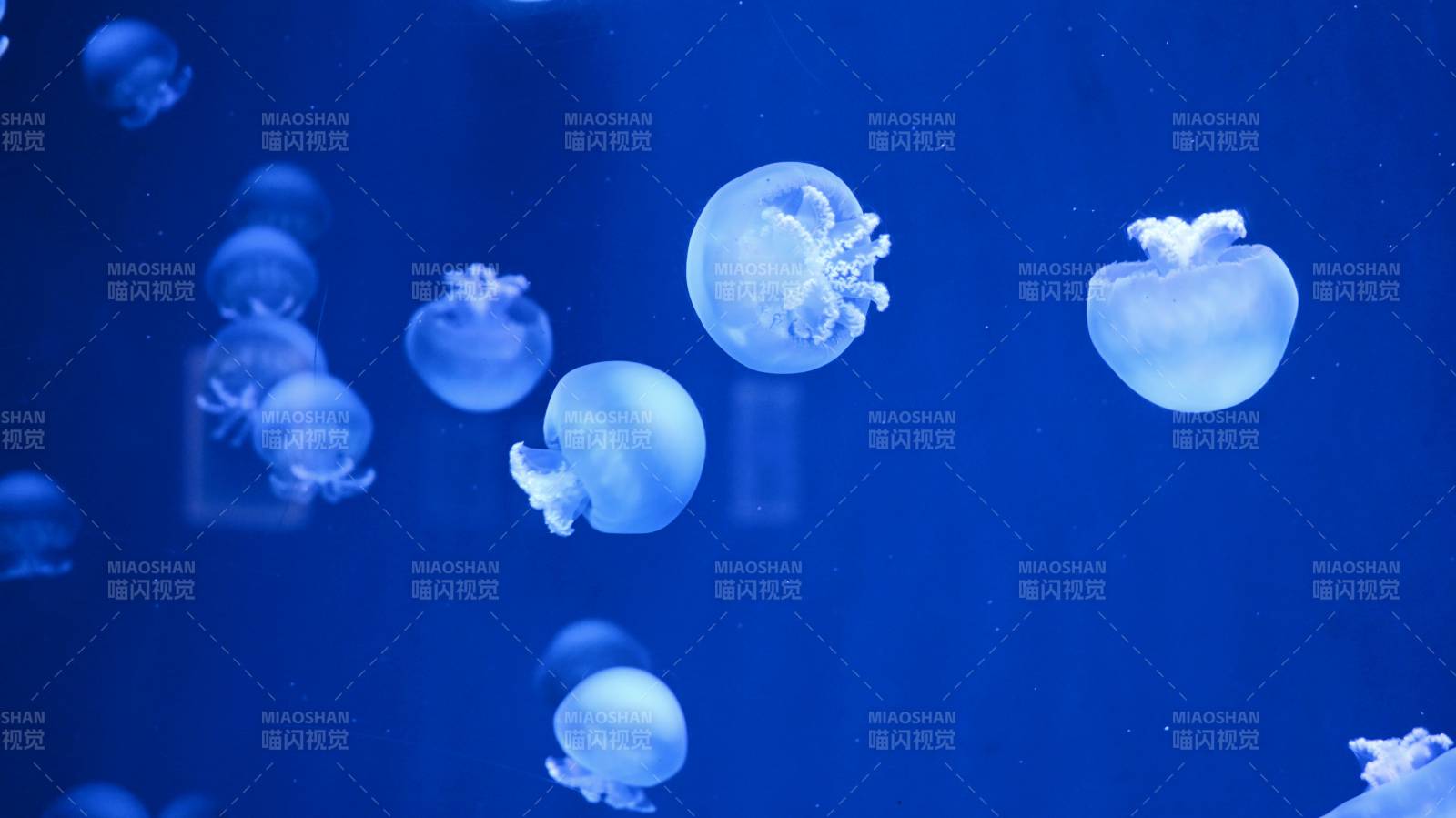 水母在深蓝中漂浮图片