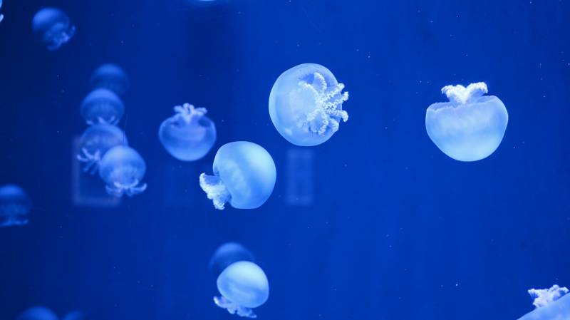 水母在深蓝中漂浮图片