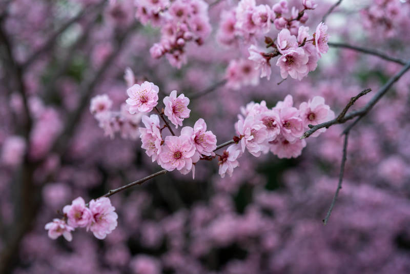樱花绽放枝头图片