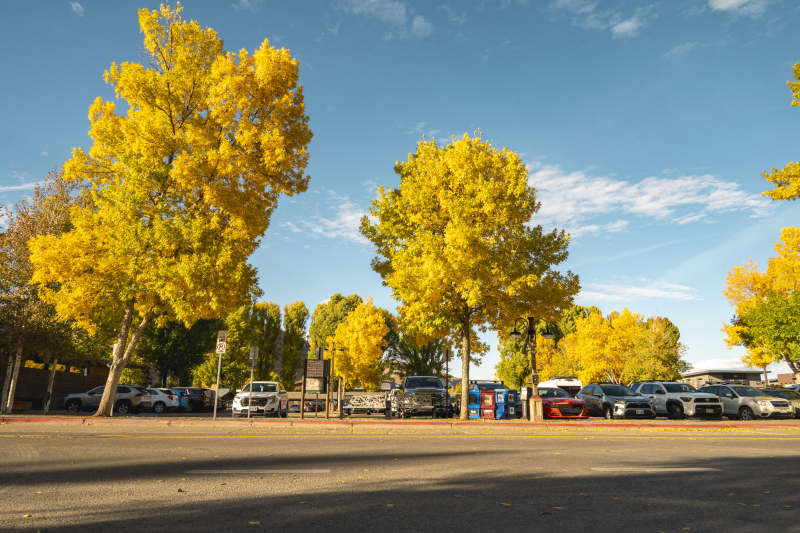 金秋树影停车区图片