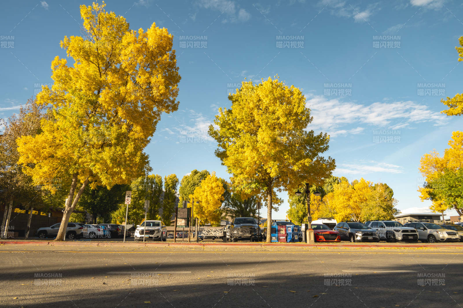 金秋树影停车区图片