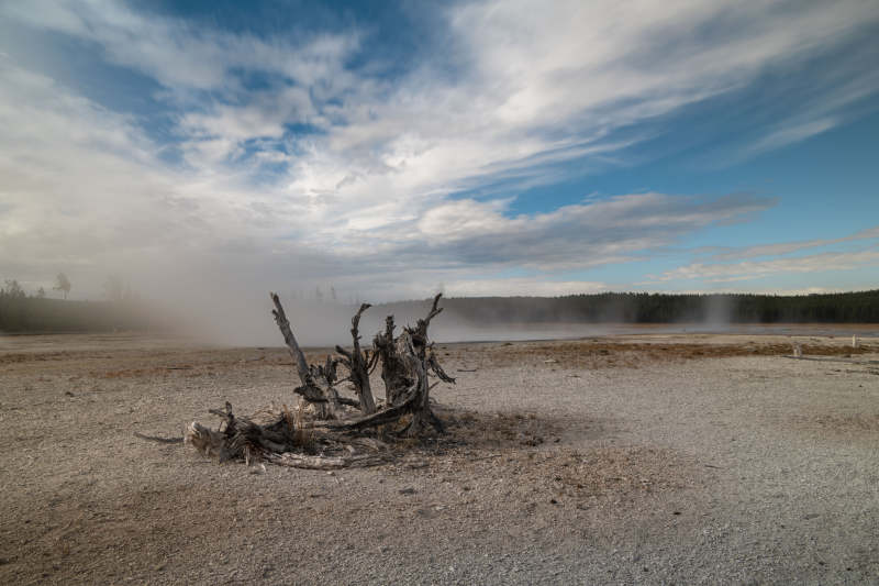荒原枯木蒸气升图片