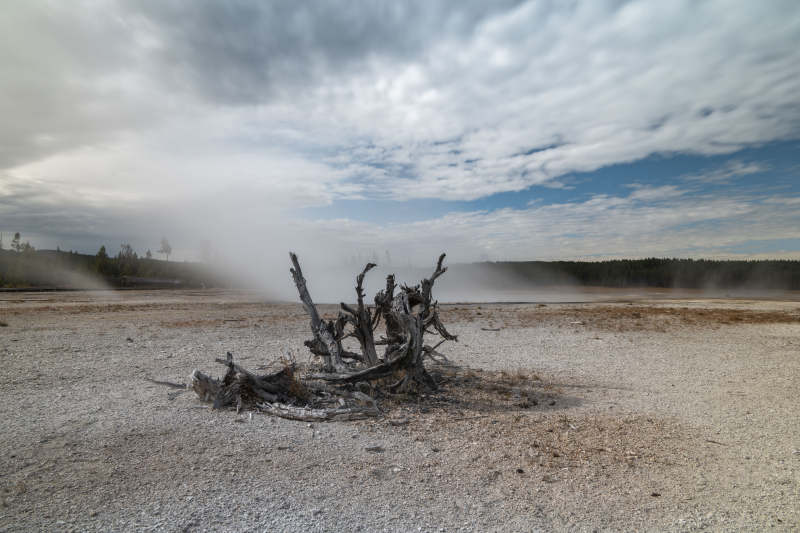 荒原枯木蒸气升图片