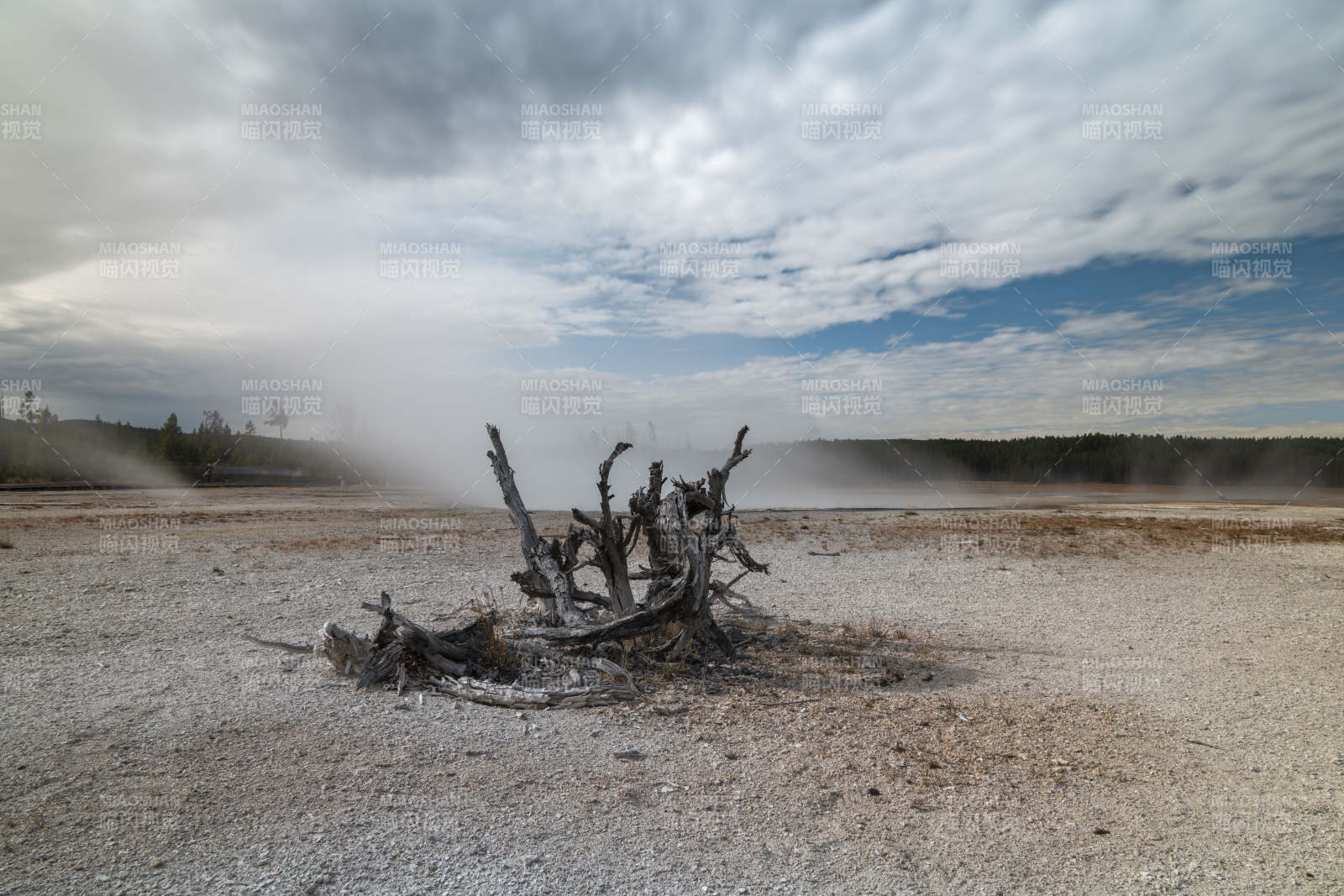 荒原枯木蒸气升图片