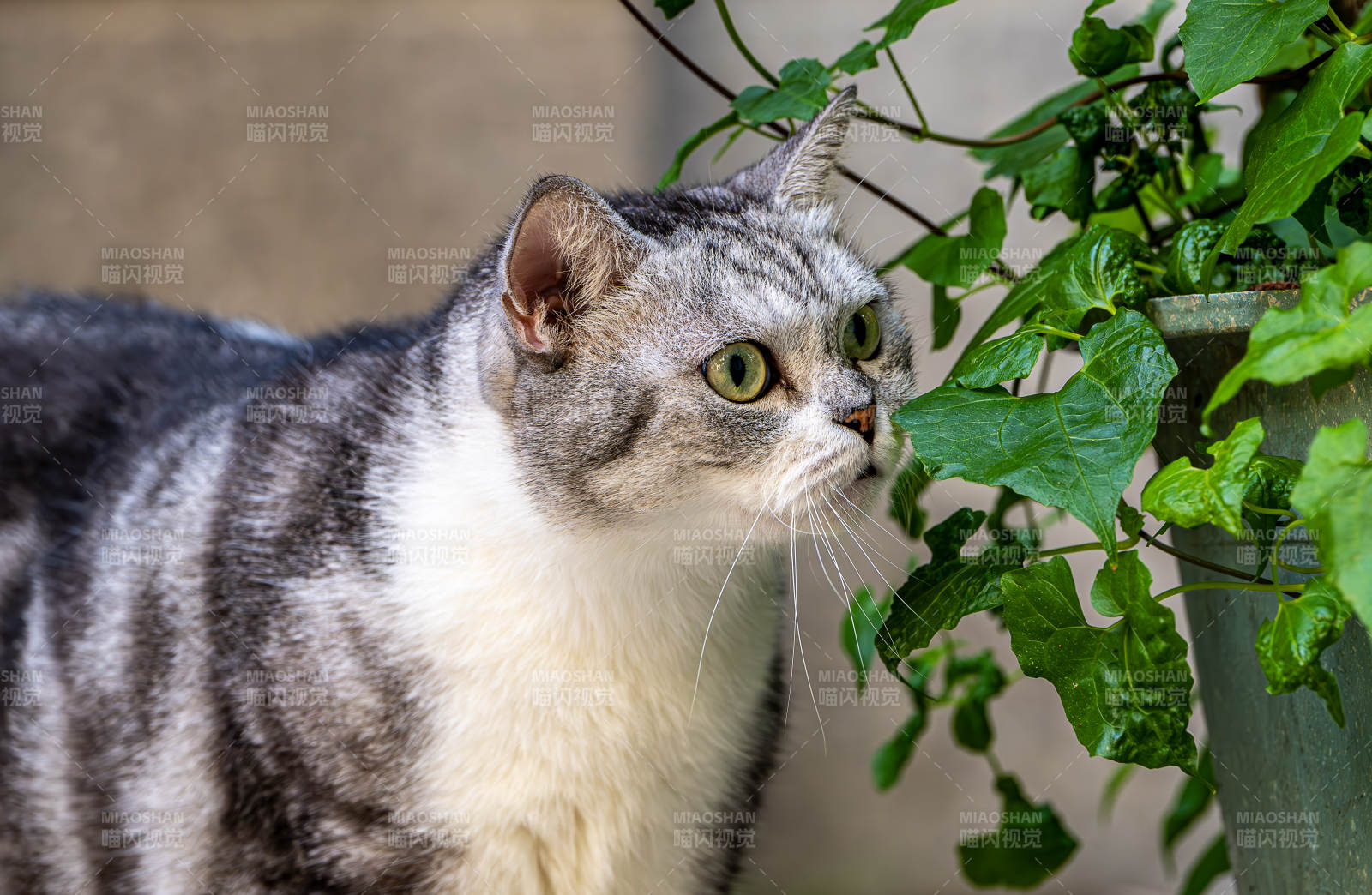 猫咪探头绿叶间图片