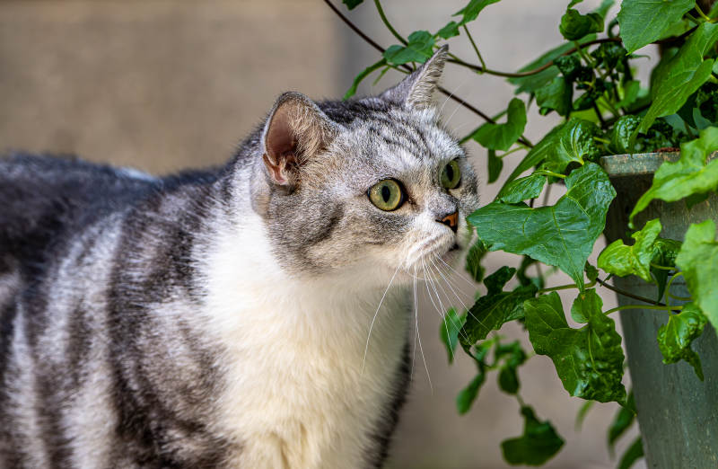 猫咪探头绿叶间图片