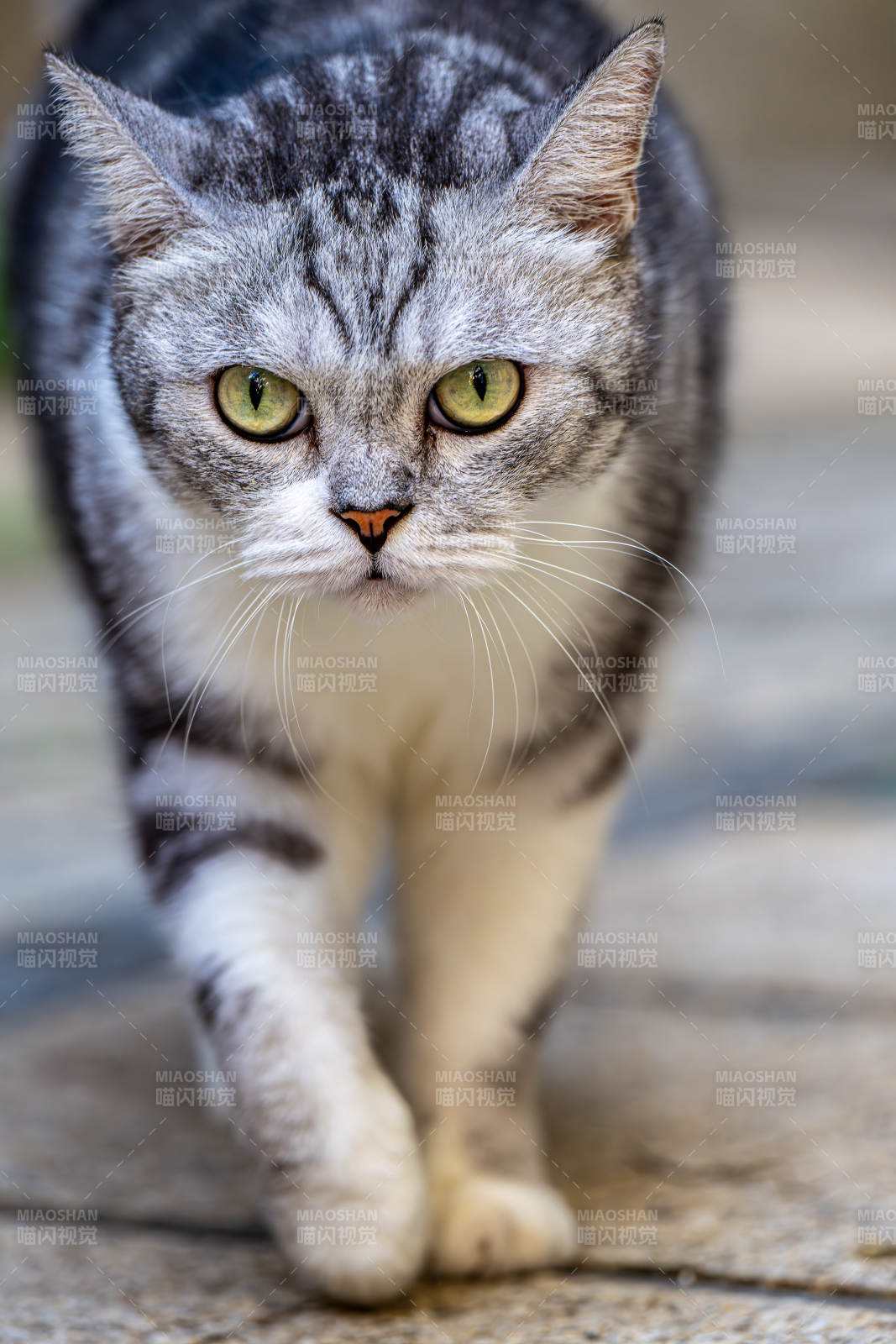 灰白虎斑猫前行图片