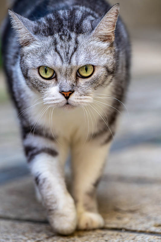 灰白虎斑猫前行图片