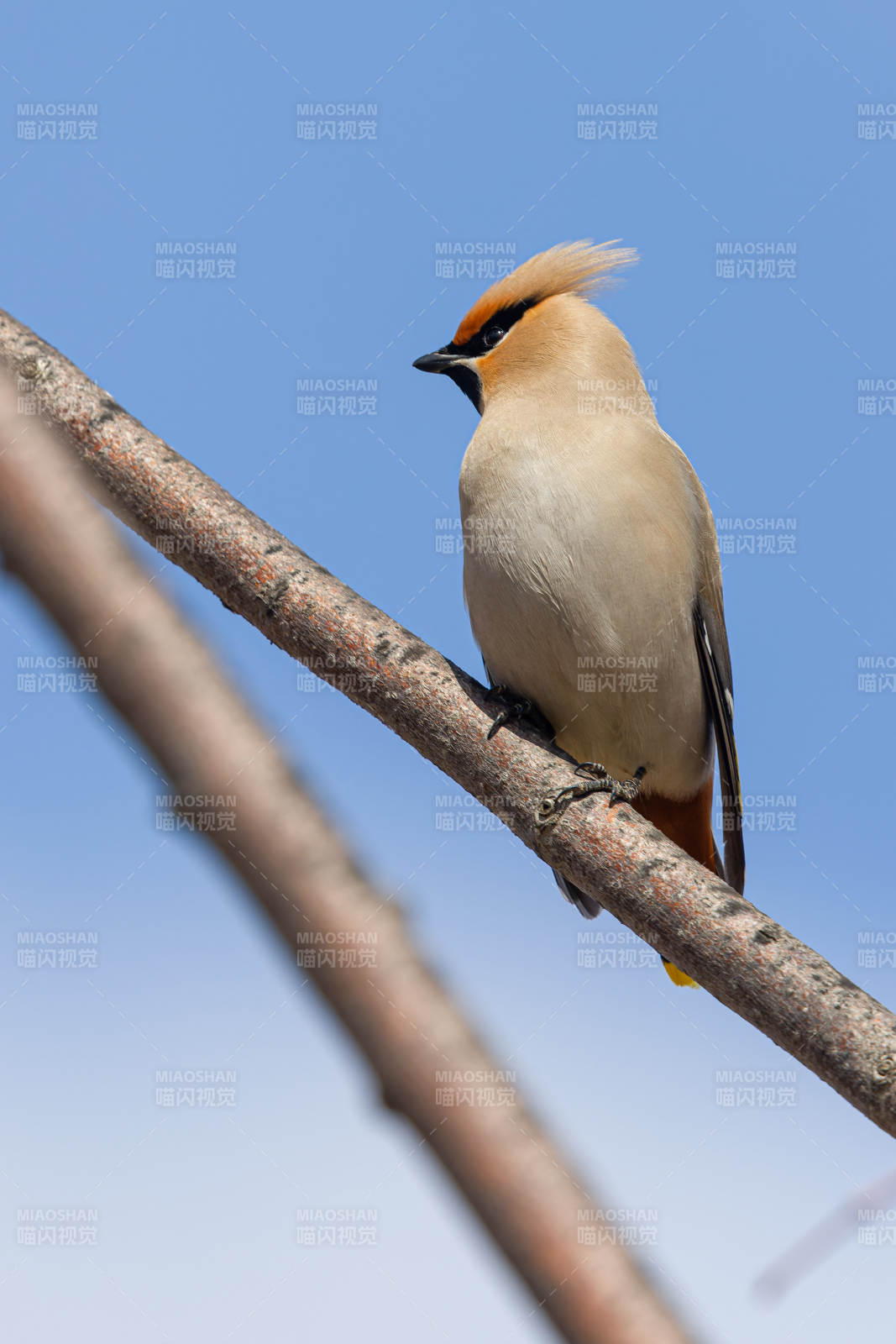 太平鸟栖枝头  长春南溪湿地公园图片