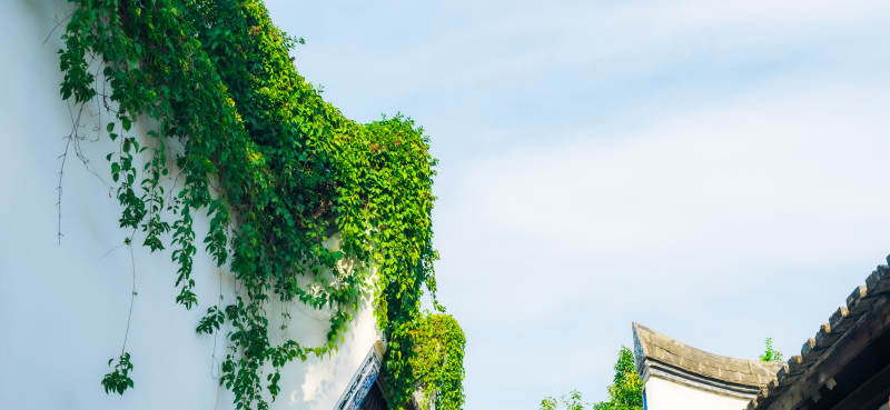 绿藤爬墙 古韵悠然图片