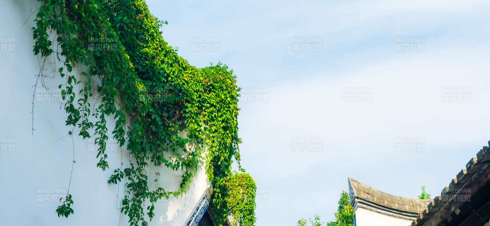 绿藤爬墙 古韵悠然图片