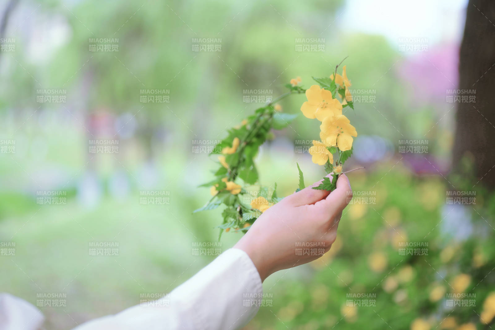 手捧黄花 春意盎然图片