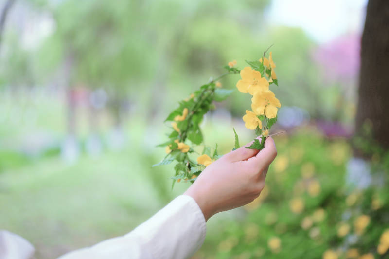 手捧黄花 春意盎然图片