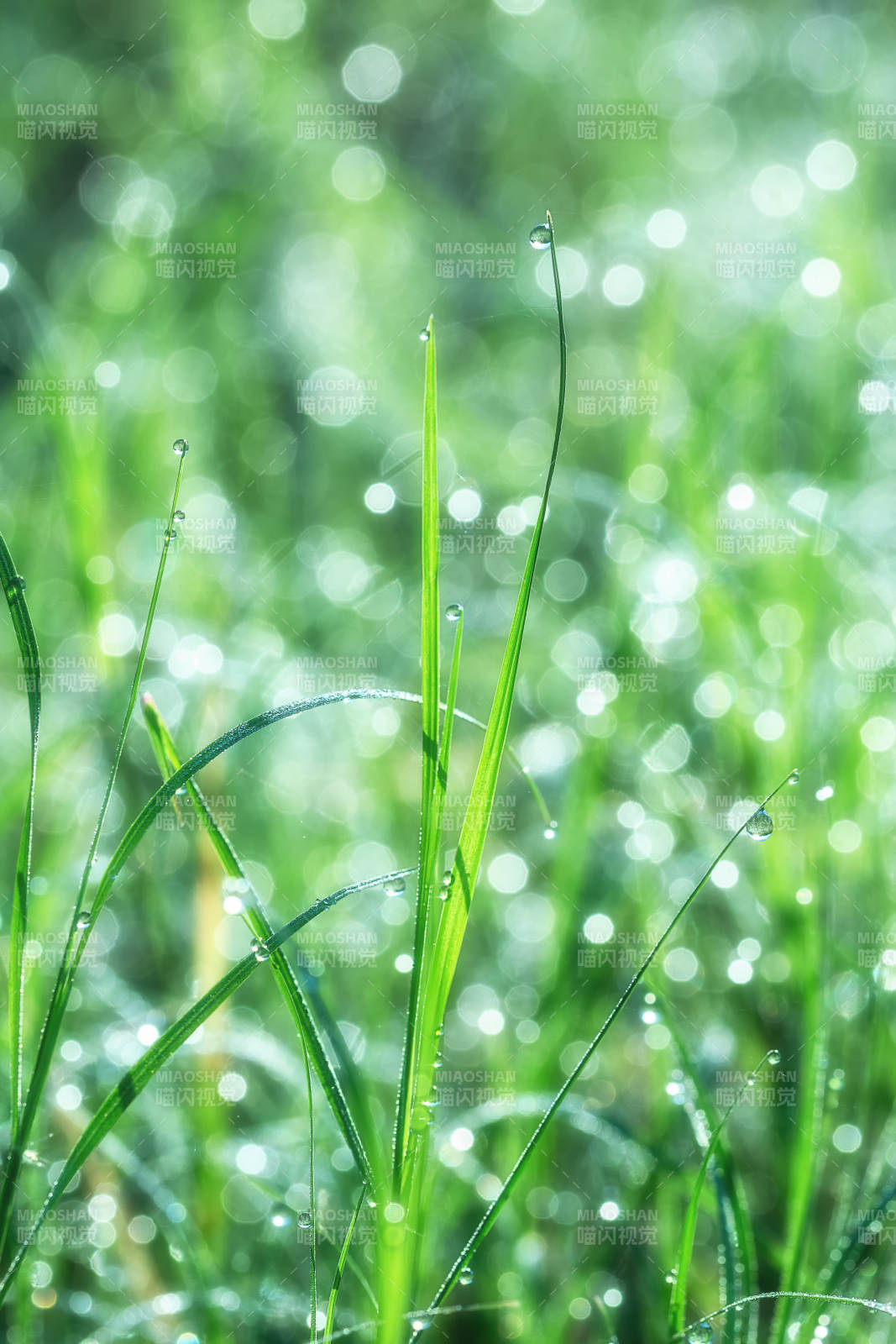 晨露草尖图片