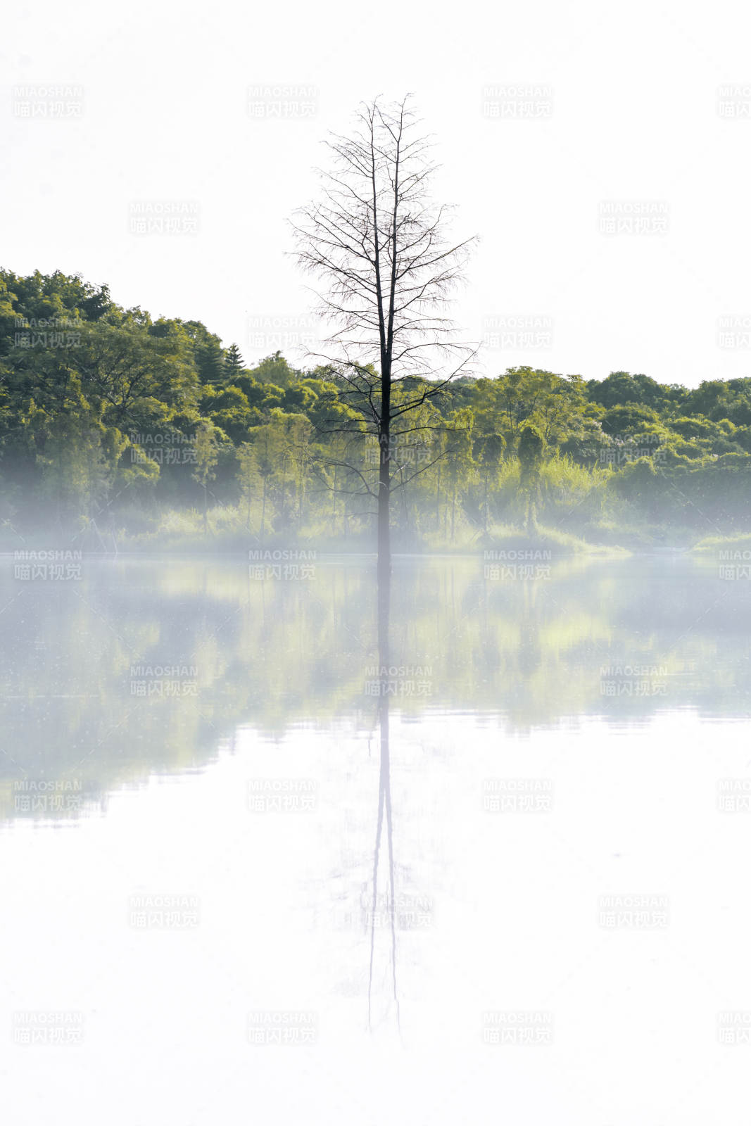 雾中孤树倒影图片