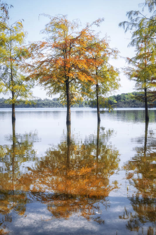 秋水映树影图片
