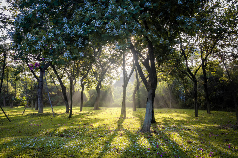 晨光林间小径图片