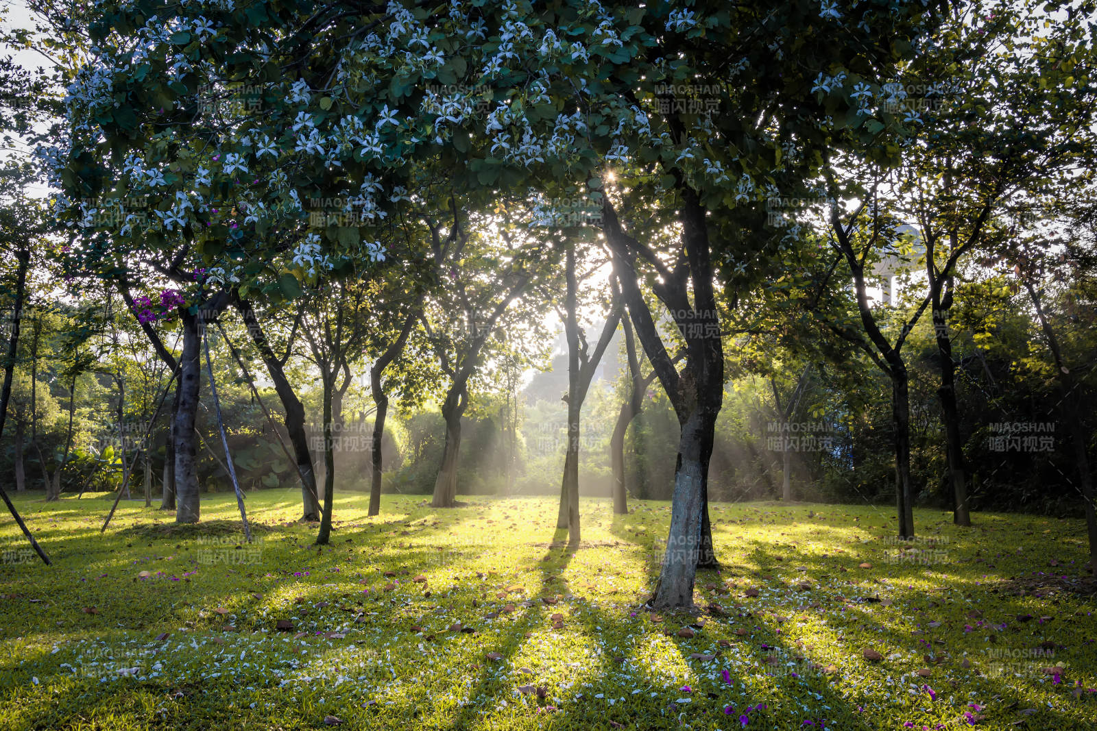晨光林间小径图片