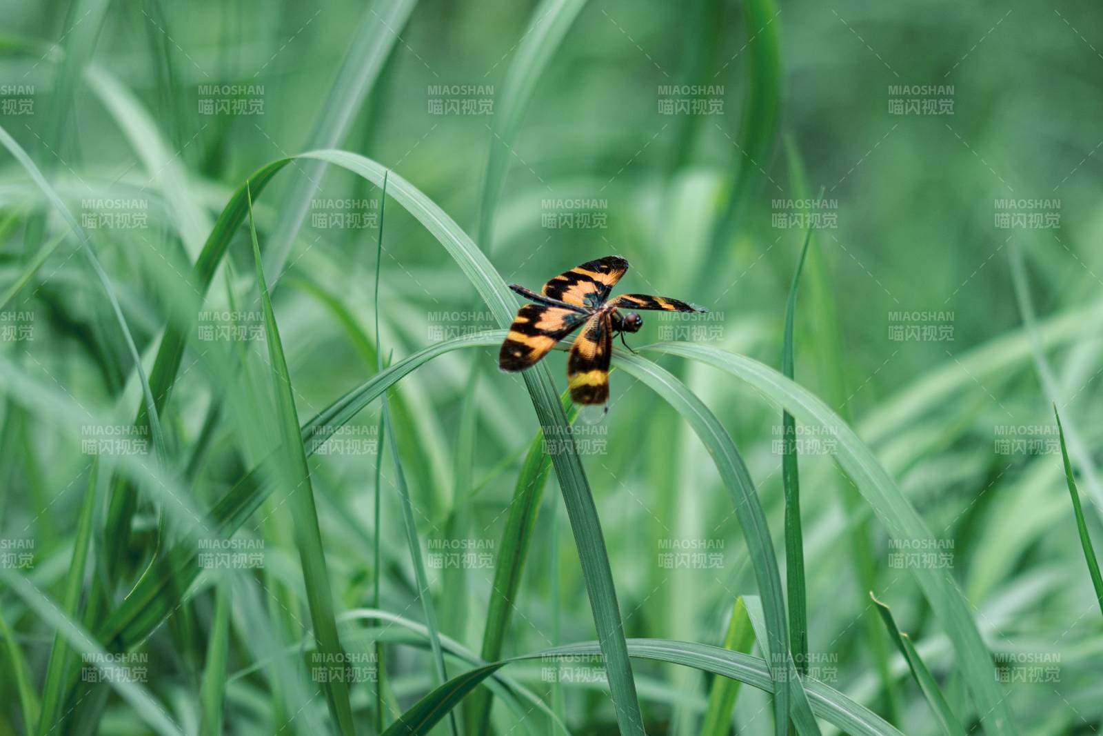 草叶上的斑斓蜻蜓图片