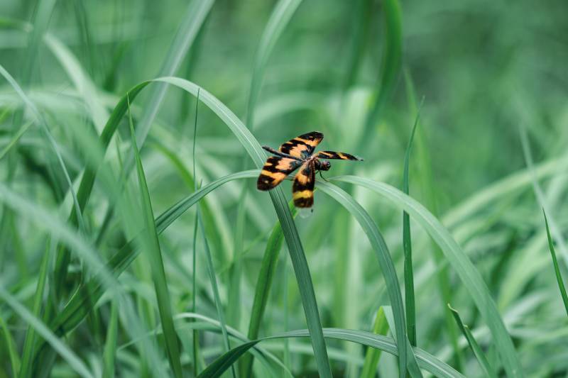 草叶上的斑斓蜻蜓图片