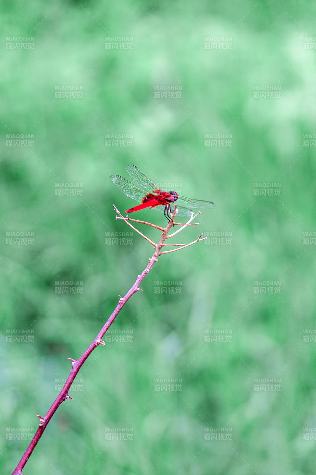 红蜻蜓栖枝头图片