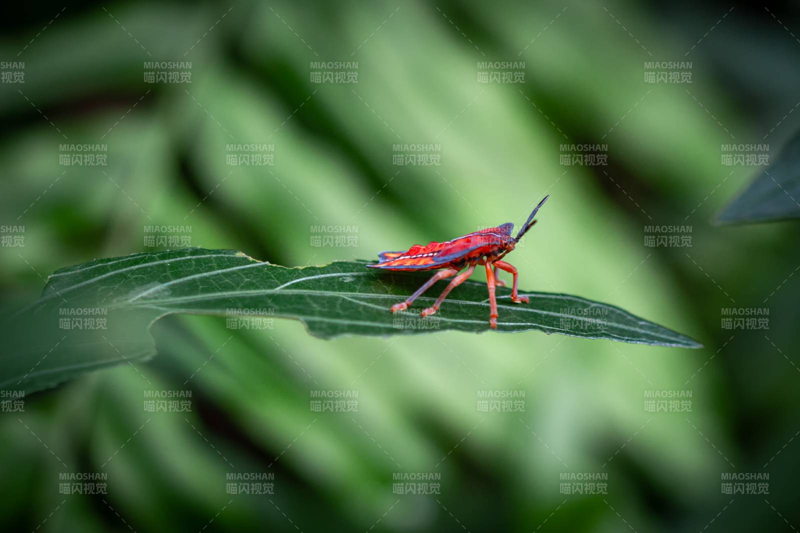 红虫栖叶图片