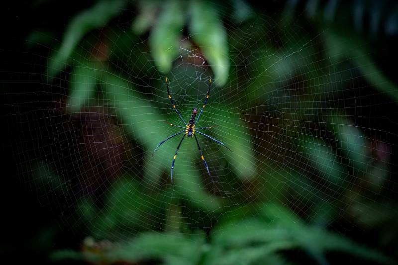 蛛网中的绿蜘蛛图片