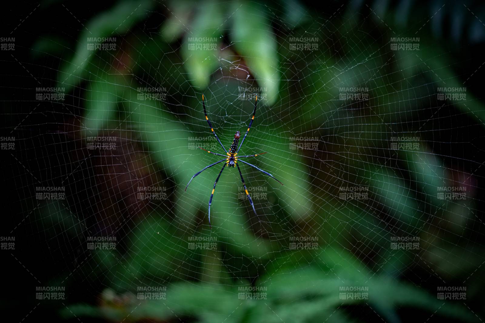 蛛网中的绿蜘蛛图片