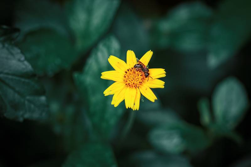 蜜蜂采蜜黄花图片