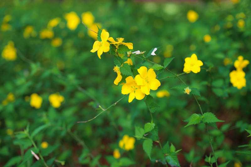 黄花绿叶生机盎然图片
