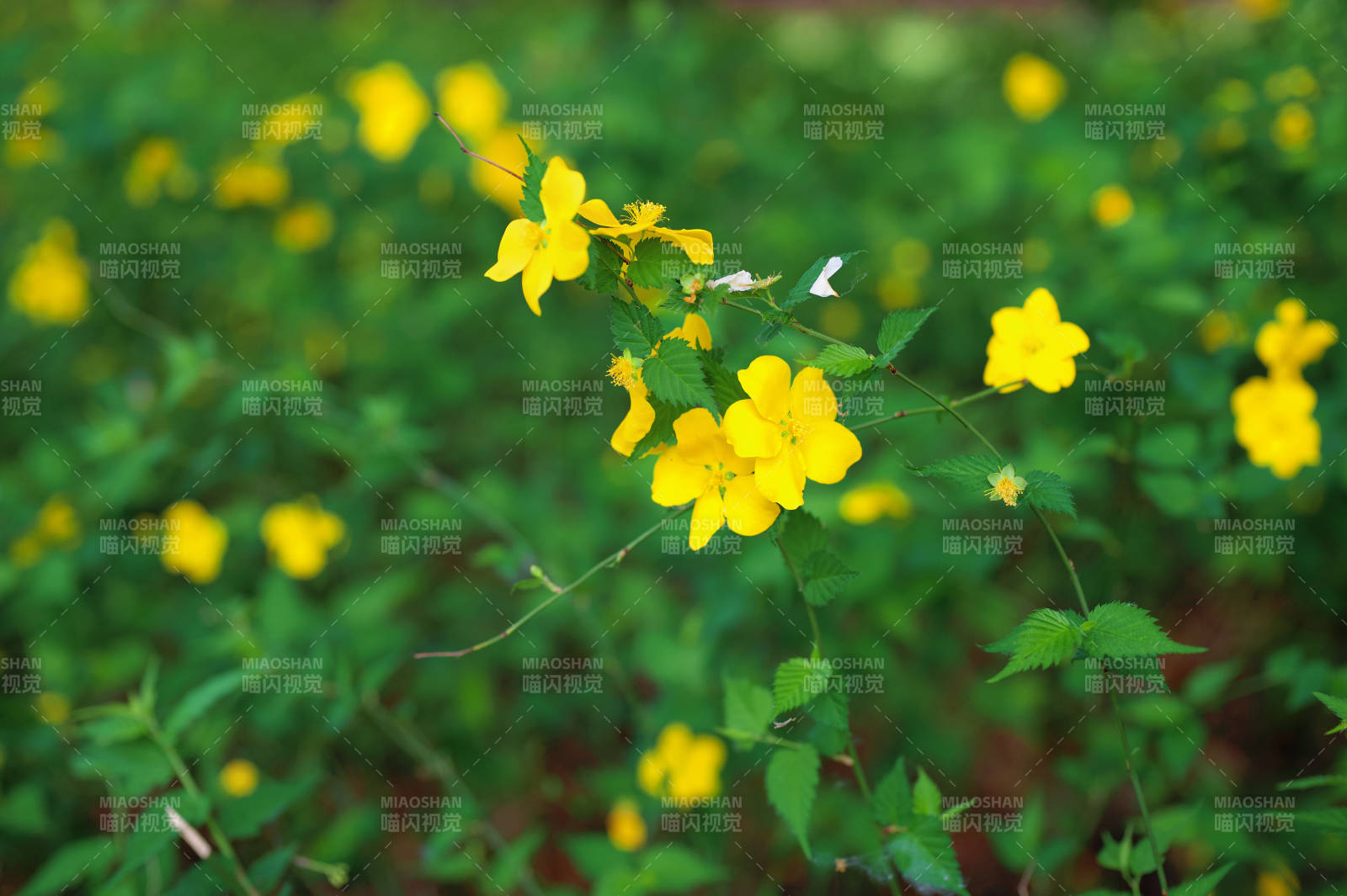 黄花绿叶生机盎然图片