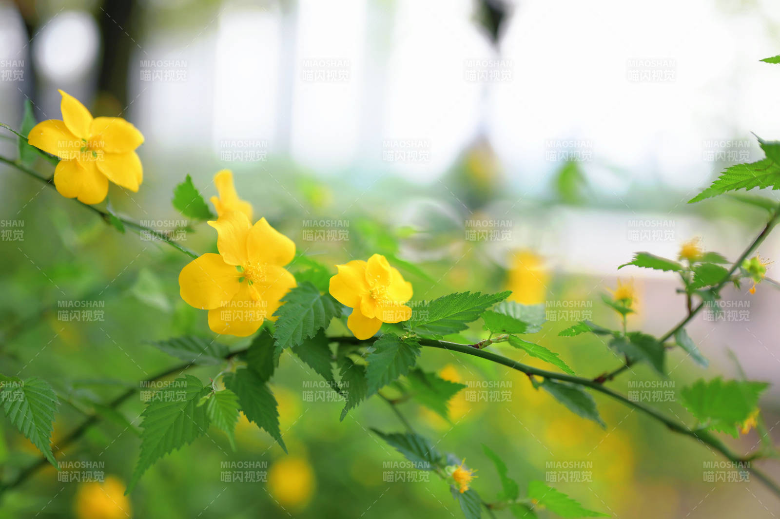 黄花绿叶春意浓图片
