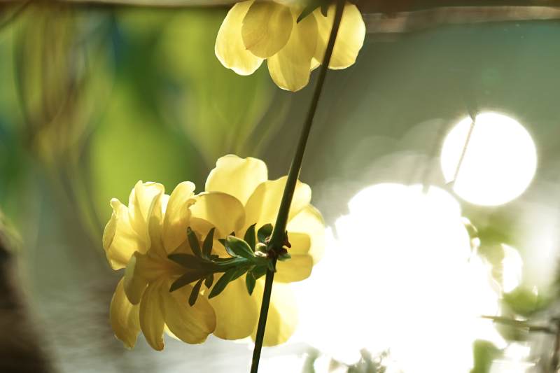 春日黄花绽放图片